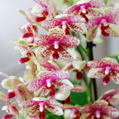 Orange Orchidee mit Übertopf Blühende Phalaenopsis Zimmerpflanze im orangefarbenen Dekotopf Ø9cm