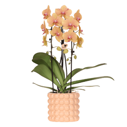 Orchidee mit Übertopf Peach Blühende Phalaenopsis Zimmerpflanze im pfirsichfarbenen Dekotopf Ø12cm