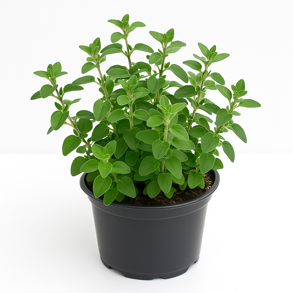 Oregano Origanum vulgare – Wilder Majoran / Dost – Mehrjähriges Würzkraut & Heilpflanze – Insektenfreundlich, wintergrün & duftend – Für Kräuterbeet, Balkon & Steingarten – Blüte Juli–September 