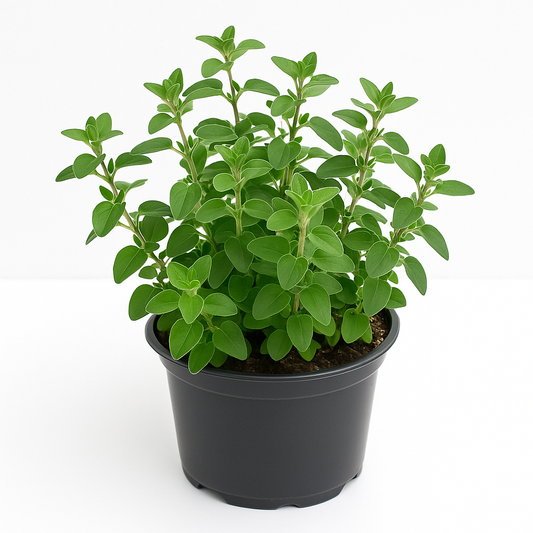 Oregano Origanum vulgare – Wilder Majoran / Dost – Mehrjähriges Würzkraut & Heilpflanze – Insektenfreundlich, wintergrün & duftend – Für Kräuterbeet, Balkon & Steingarten – Blüte Juli–September 