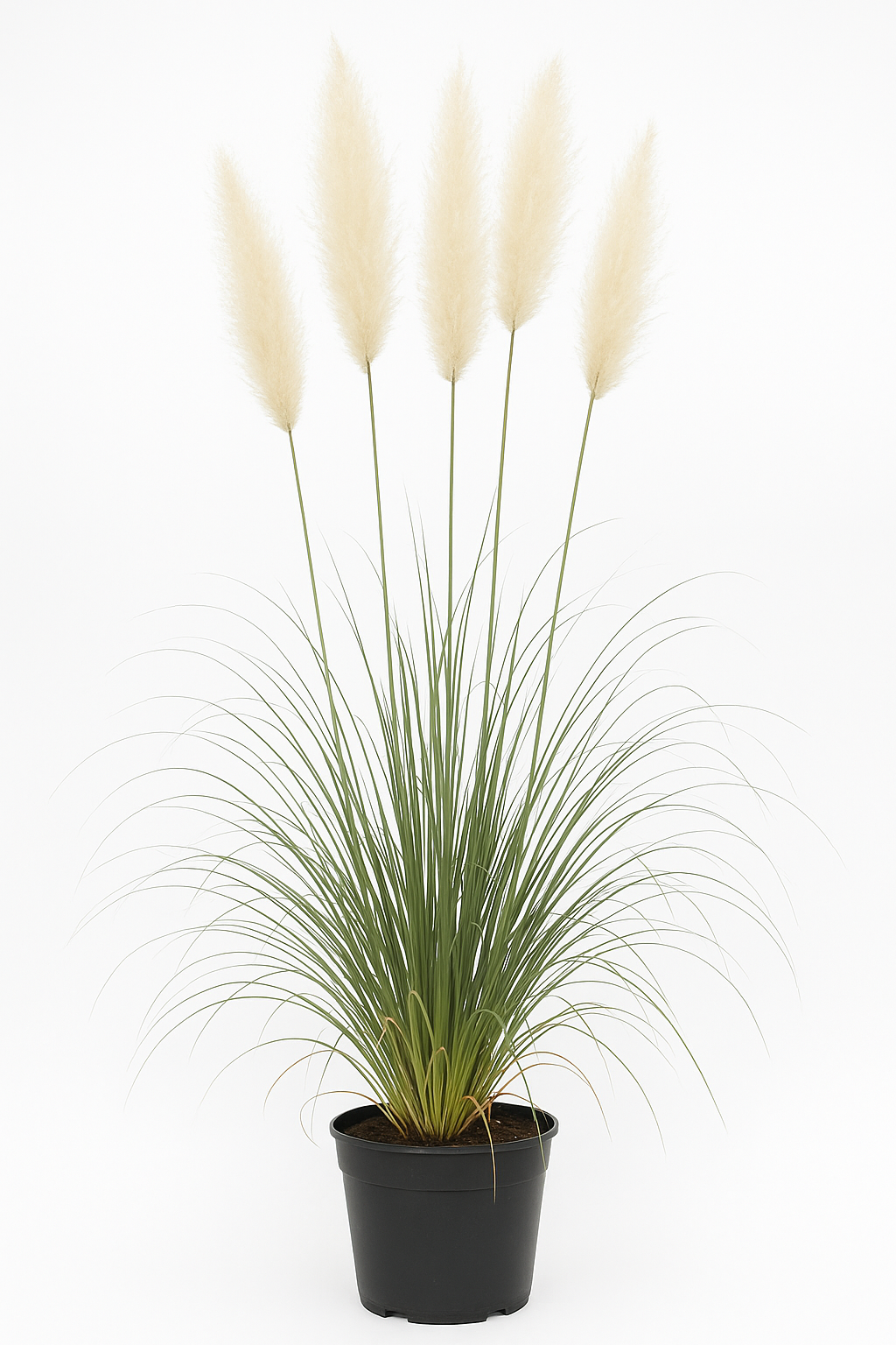 Pampasgras weiß Cortaderia selloana – Ziergras C5 50/60 – Silbrigweiße Blütenrispen – Winterhart & mehrjährig – Für Garten, Terrasse & Kübel – Wuchshöhe bis 250cm 