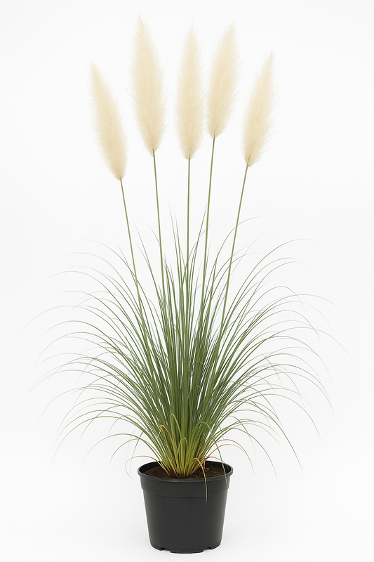 Pampasgras weiß Cortaderia selloana – Ziergras C5 50/60 – Silbrigweiße Blütenrispen – Winterhart & mehrjährig – Für Garten, Terrasse & Kübel – Wuchshöhe bis 250cm 