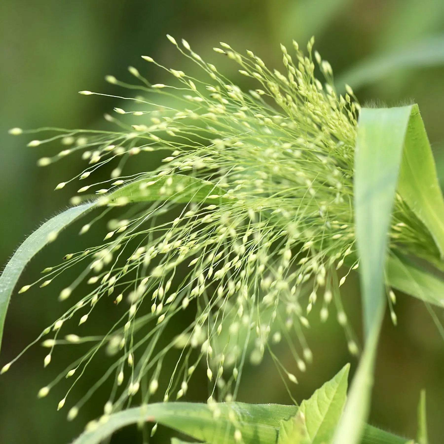 Panicum virgatum Fontaine Samen – Rutenhirse Ziergras – 50 Korn – Fontänenartige Blütenstände – Schnitt- & Trockenblume – Herbstgras für Garten & Beet – Trockenheitsverträglich – Wuchshöhe bis 100cm 
