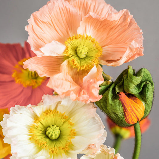 Papaver nudicaule Colibri Rosa Chiaro Pastello Samen – Islandmohn Lachs Pfirsich – 15 Korn – Riesige Blüten – Cool Flower – Frühblüher für Garten & Beet – Schnittblume – Wuchshöhe bis 50cm 