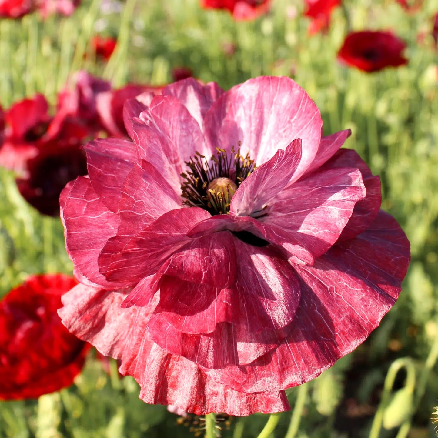 Papaver rhoeas Pandora Samen – Klatschmohn Burgunderrot Silberstreifen – 200 Korn – Trockenheitsresistent – Cool Flower – Sommerblüher für Garten & Beet – Bienenfreundlich – Wuchshöhe bis 70cm 