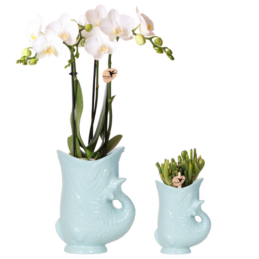 Pflanzset Phalaenopsis Orchidee Amabilis Weiß Ø9cm & Sukkulente Crassula Hobbit Ø6cm – In türkisfarbenen Keramik Fish-Töpfen – Exotisches Zimmerpflanzen Duo 