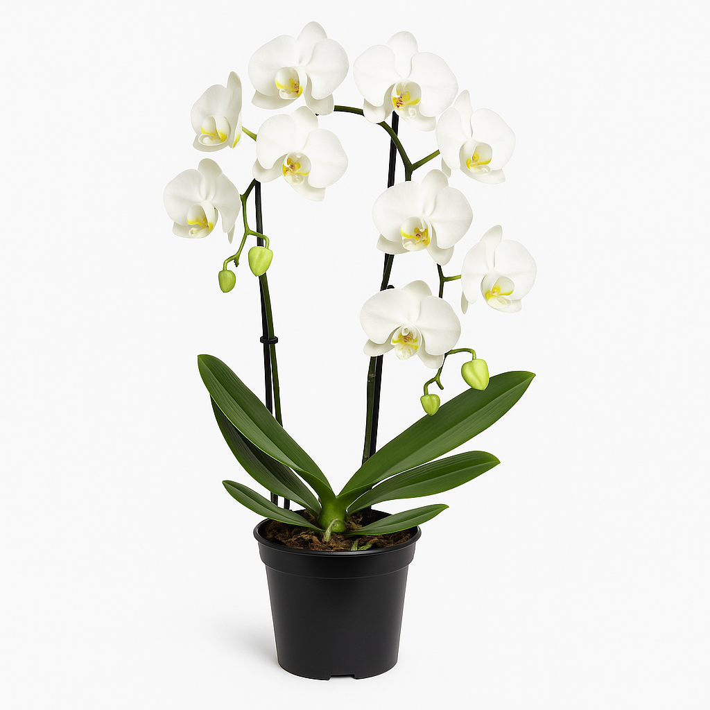 Phalaenopsis Orchidee – 3 Pflanzen – weiß blühende Schmetterlingsorchidee (Nachtfalterorchidee) – elegante Zimmerpflanze mit edlen Blüten – pflegeleicht & dekorativ für Wohnräume und Büro 