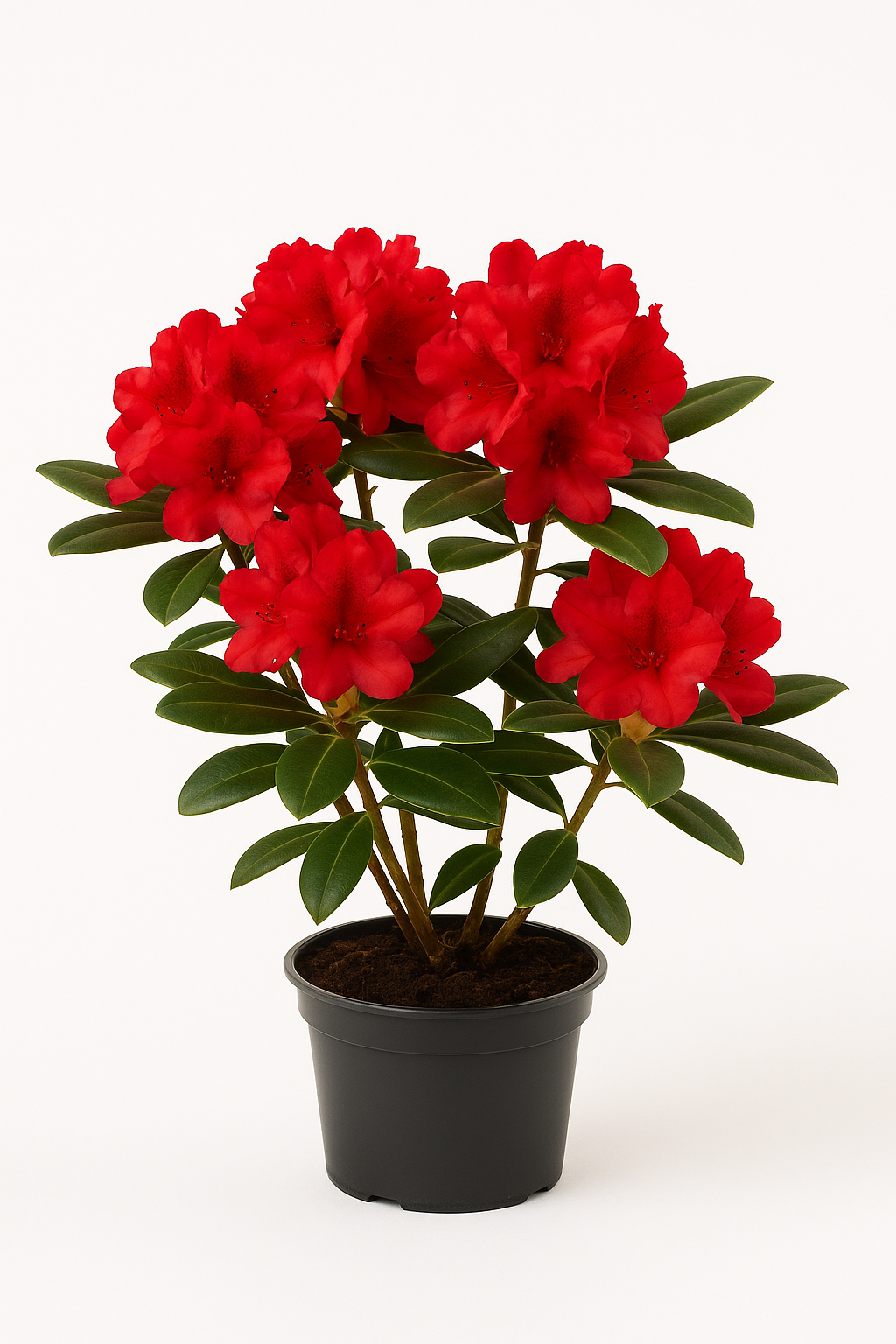 Rhododendron – rot blühend – immergrüne Gartenpflanze für Beet & Kübel – winterhart, pflegeleicht & farbintensiv – ideal für halbschattige Standorte 