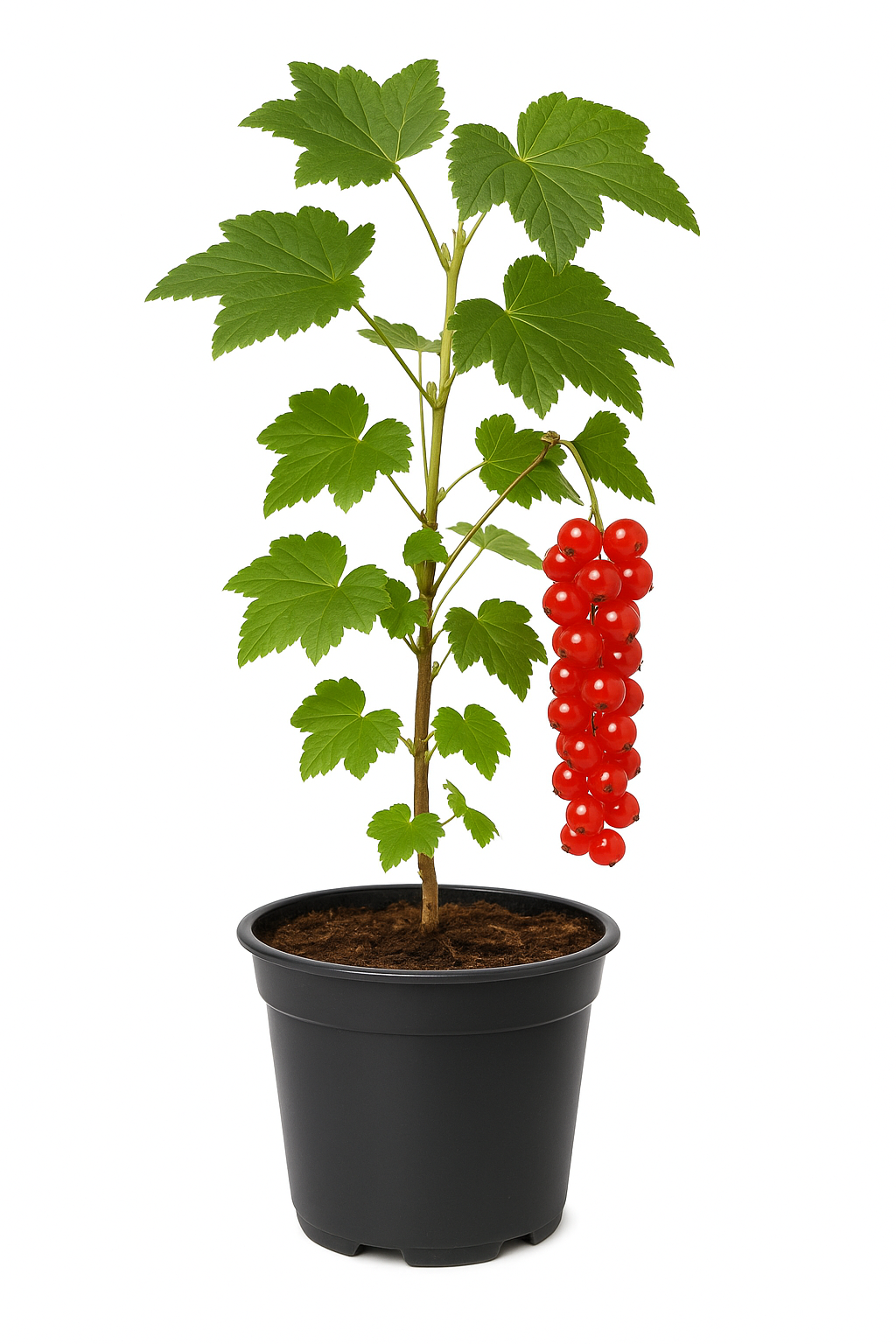 Ribes rubrum 'Rote Holländische' – Rote Johannisbeere – ertragreiche, aromatische Beerenpflanze für Garten & Hecke – winterhart & pflegeleicht – Fruchtreife Mitte Juli 