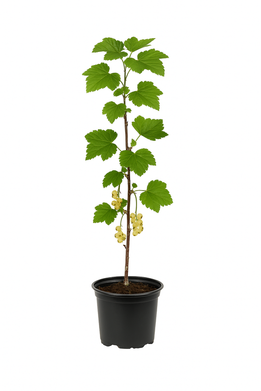 Ribes rubrum 'Weiße Versailler' – Weiße Johannisbeere – aromatische, milde Beerenpflanze für Garten & Hecke – winterhart & ertragreich – Fruchtreife Juli–August 