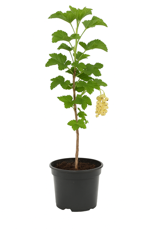 Ribes sativa 'Weiße aus Jüterbog' – Weiße Johannisbeere – traditionelle Beerenpflanze mit süß-mildem Aroma – ertragreich, pflegeleicht & winterhart – Fruchtreife im Juli 