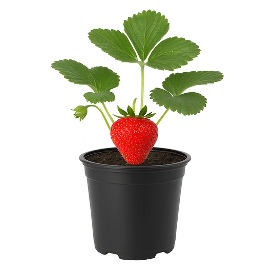 Riesenerdbeere Fragaria Gigant – 3 Pflanzen – XXL-Erdbeeren mit süßem Aroma – ertragreiche Sorte für Balkon & Garten – ideal für Kübel & Hochbeete – winterhart & pflegeleicht 
