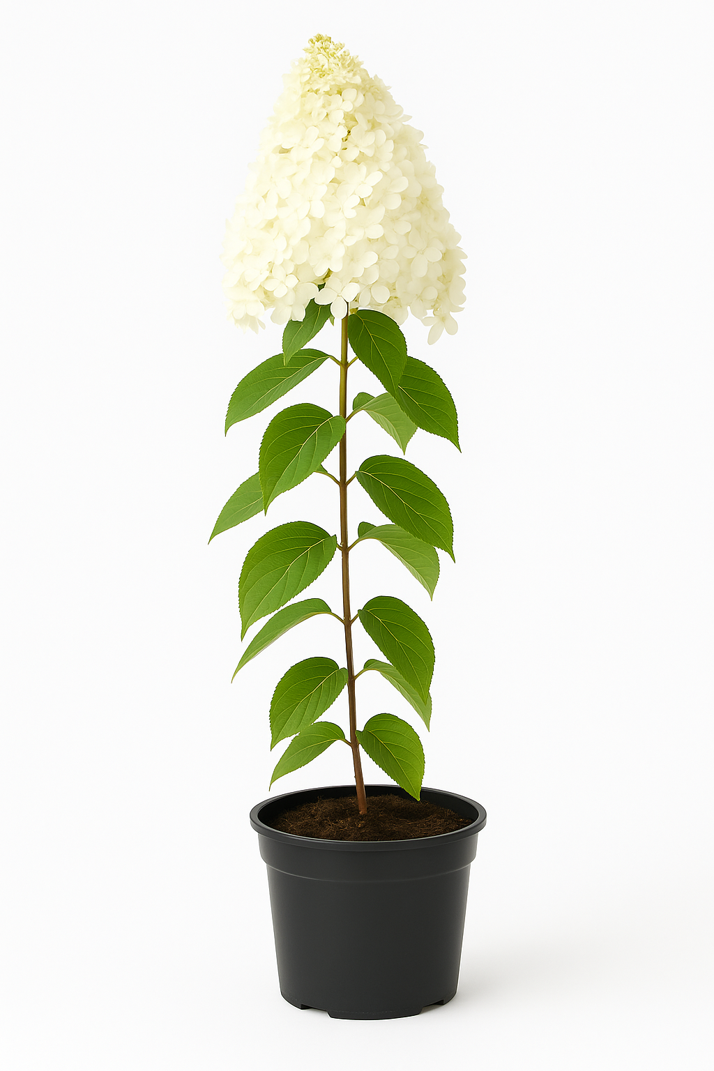 Rispenhortensie (Hydrangea paniculata) – weiß blühender Zierstrauch für Garten & Kübel – winterhart, insektenfreundlich & pflegeleicht – duftende Blütenrispen, färben sich rosa beim Verblühen 