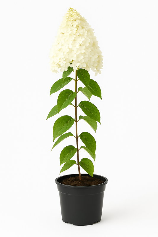 Rispenhortensie (Hydrangea paniculata) – weiß blühender Zierstrauch für Garten & Kübel – winterhart, insektenfreundlich & pflegeleicht – duftende Blütenrispen, färben sich rosa beim Verblühen 