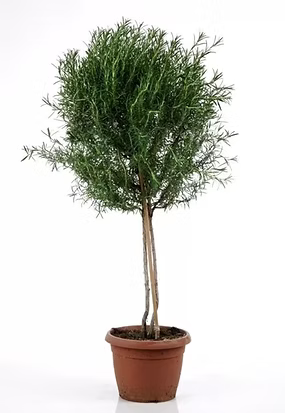 Rosmarin Hochstamm Rosmarinus officinalis – 70-100cm – Winterhart & aromatisch – Mediterrane Kräuterpflanze für Garten, Balkon & Terrasse – Immergrün – Duftend & pflegeleicht 