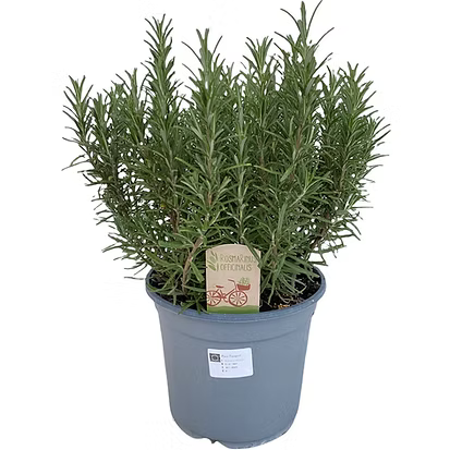 Rosmarin XL Pflanze Rosmarinus officinalis – Italienischer Kräuterstrauch im Topf – Aromatischer Rosmarin für Garten Balkon & Terrasse – Pflegeleicht mediterran