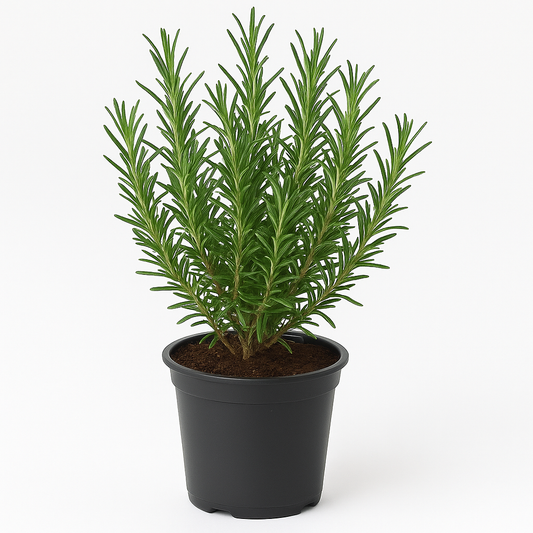 Rosmarin Rosmarinus officinalis / Salvia rosmarinus – 2er Set – Wintergrüner Halbstrauch – Duftendes & mehrjähriges Küchenkraut – Hellviolette Blüte April–Juni – Pflegeleicht & insektenfreundlich – Für Garten, Balkon & Terrasse 