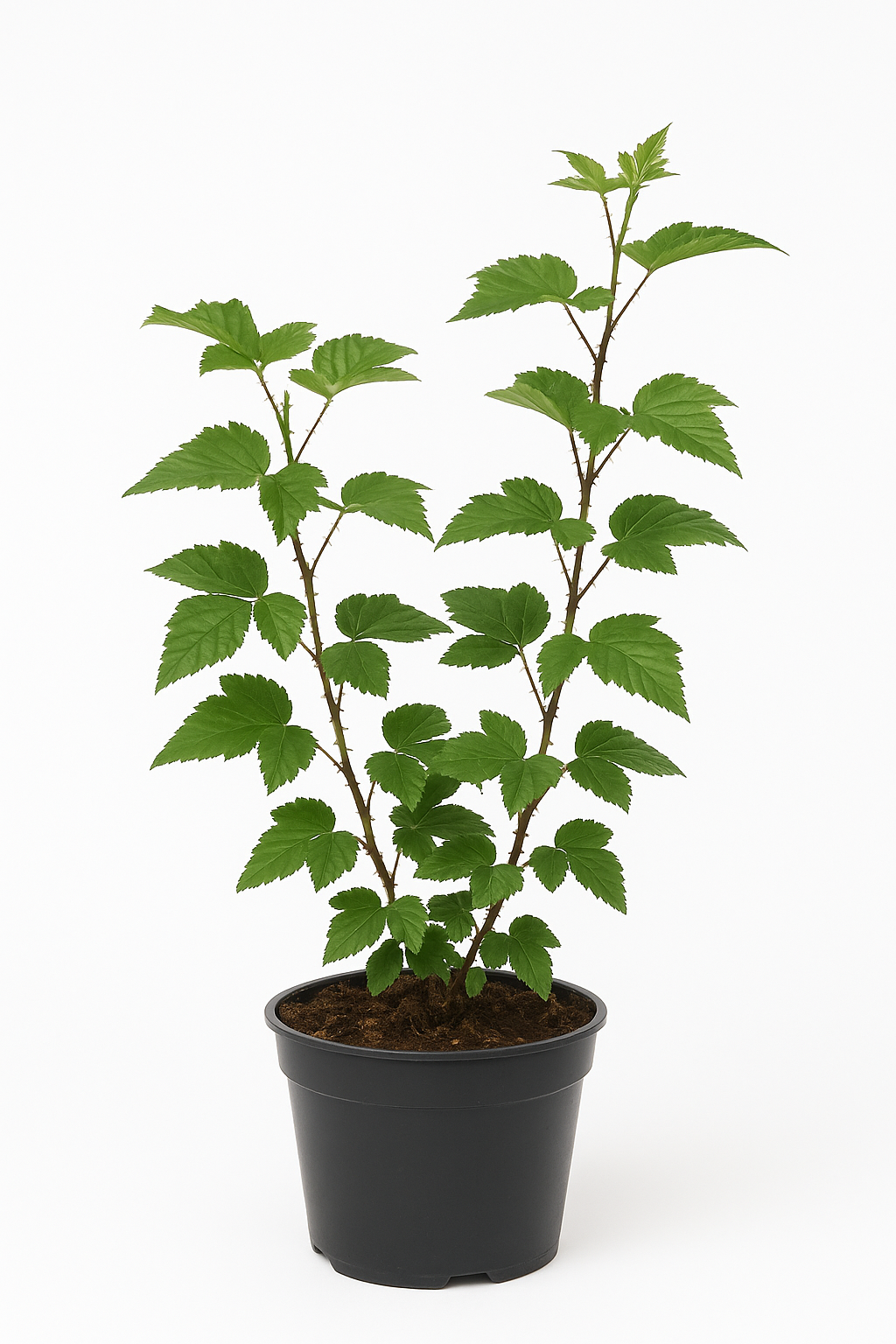 Wilde Brombeere (Rubus fruticosus) – heimisches Wildobst & Vogelnährgehölz – winterhart, robust & insektenfreundlich – ideal für Naturgärten, Hecken & Randbepflanzung 