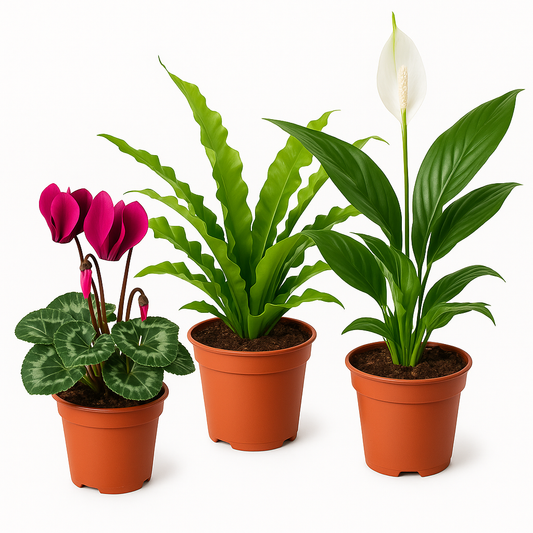 Saisonpflanzen 3 Pflanzen – Mix aus dekorativen Zimmerpflanzen – Zufällige Auswahl je nach Saison – Ideal für Wohnzimmer, Büro & Geschenkideen – Pflegeleicht & vielseitig kombinierbar 