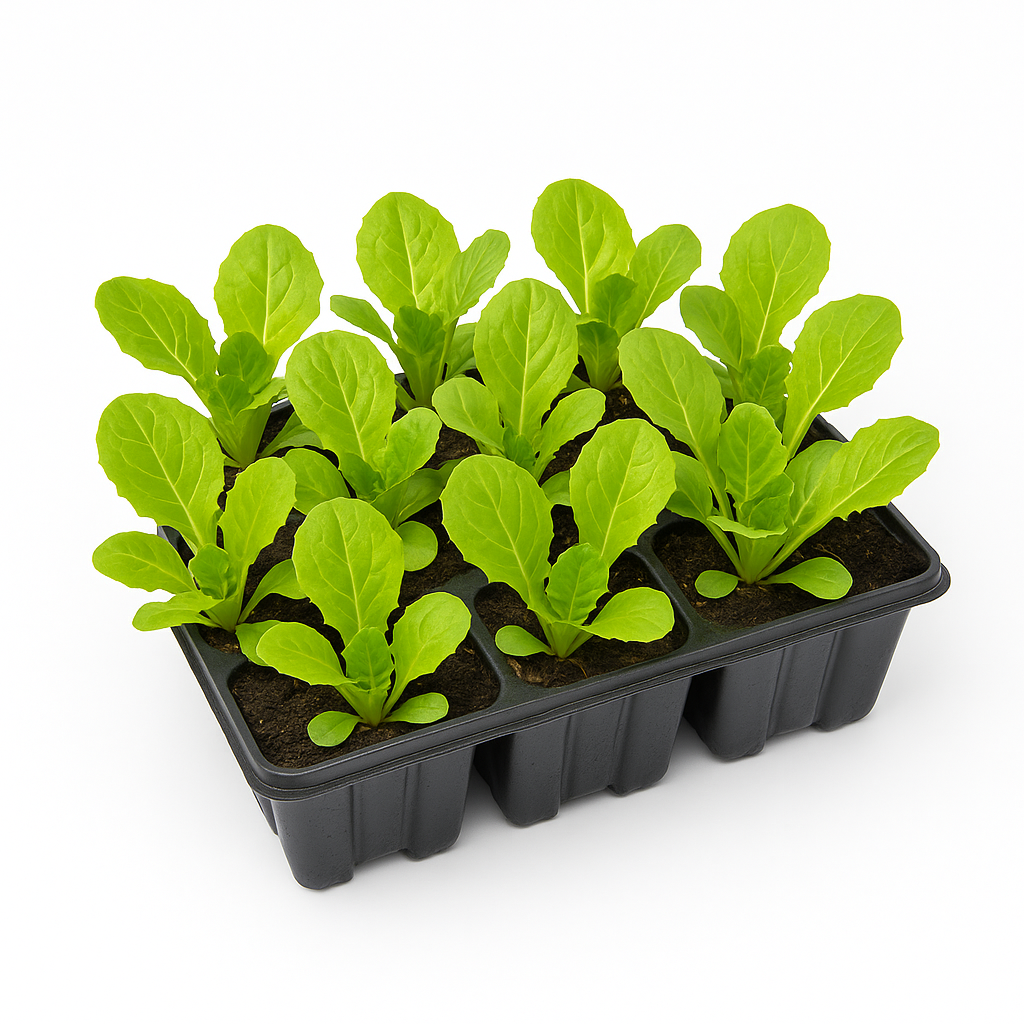 Salatpflanzen Mix im Tray – 60 Jungpflanzen – frischer Gartensalat für Beet, Hochbeet & Balkon – vitaminreich, schnell wachsend & pflegeleicht 