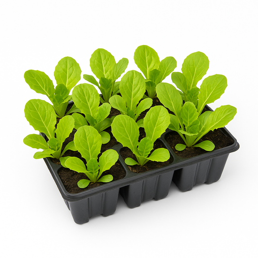 Salatpflanzen Mix im Tray – 60 Jungpflanzen – frischer Gartensalat für Beet, Hochbeet & Balkon – vitaminreich, schnell wachsend & pflegeleicht 