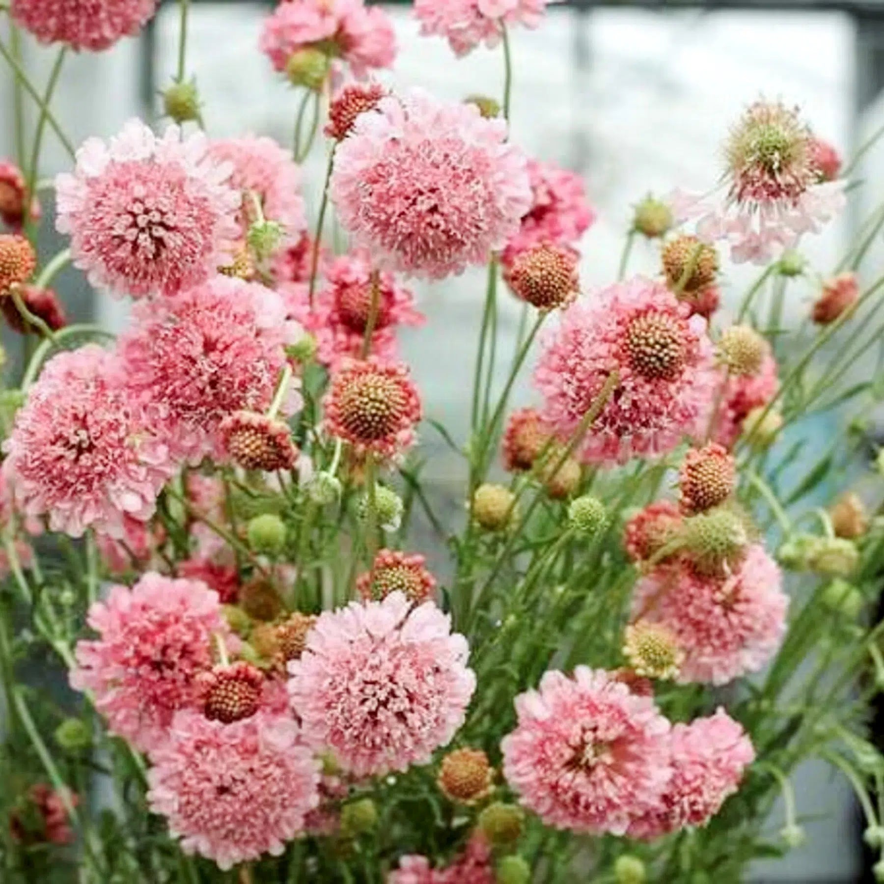 Scabiosa atropurpurea Salmon Queen Samen – Skabiose Lachsrosa – 50 Korn – Bienenfreundliche Schnittblume – Sommerblüher für Garten, Beet & Balkon – Wuchshöhe bis 90cm 