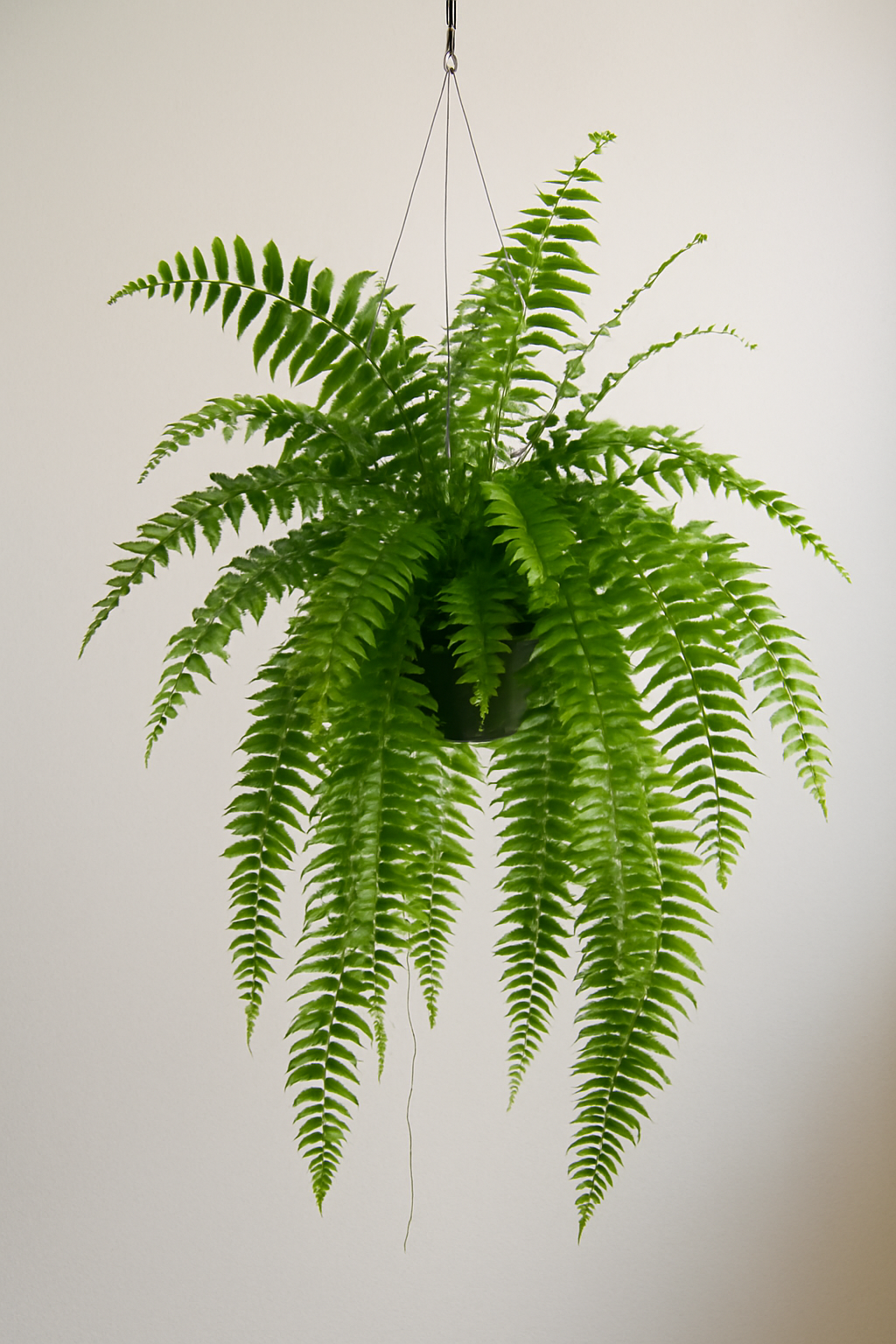 Schwertfarn Nephrolepis 'Macho' – XXL Zimmerpflanze – 100cm hoch – Ø20cm – Luftreinigend & Pflegeleicht – Für Wohnzimmer & Büro 