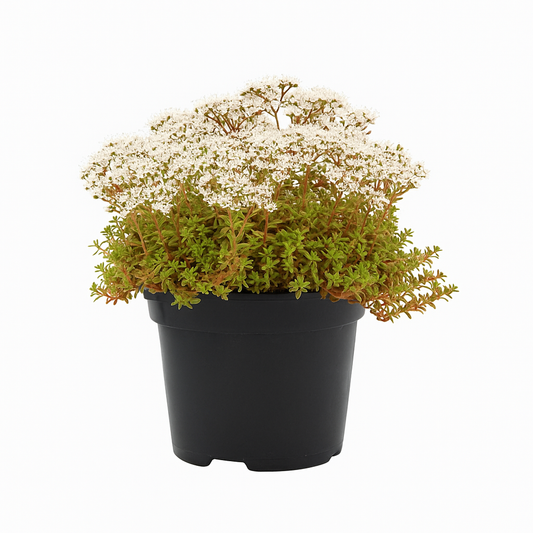 Mauerpfeffer (Sedum album ‘Coral Carpet’) – 3 Pflanzen – immergrüner, winterharter Bodendecker für Steingarten & Dachbegrünung – pflegeleicht, trockenheitsverträglich & insektenfreundlich 