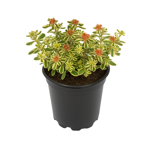 Sedum takesimense ‘Atlantis’ – Korea-Fettblatt – kompakter, immergrüner Bodendecker mit gelbgrünen Blättern & Blüte Juni–Juli – trockenheitsverträglich, insektenfreundlich & pflegeleicht 