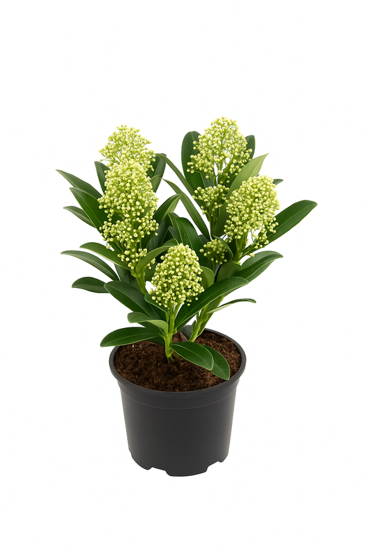 Skimmia japonica – Immergrüner Zierstrauch mit weißen Blüten – Winterharte & pflegeleichte Gartenpflanze für Beet, Kübel & Terrasse – Edle Blüte April–Mai – Dunkelgrünes, glänzendes Laub 