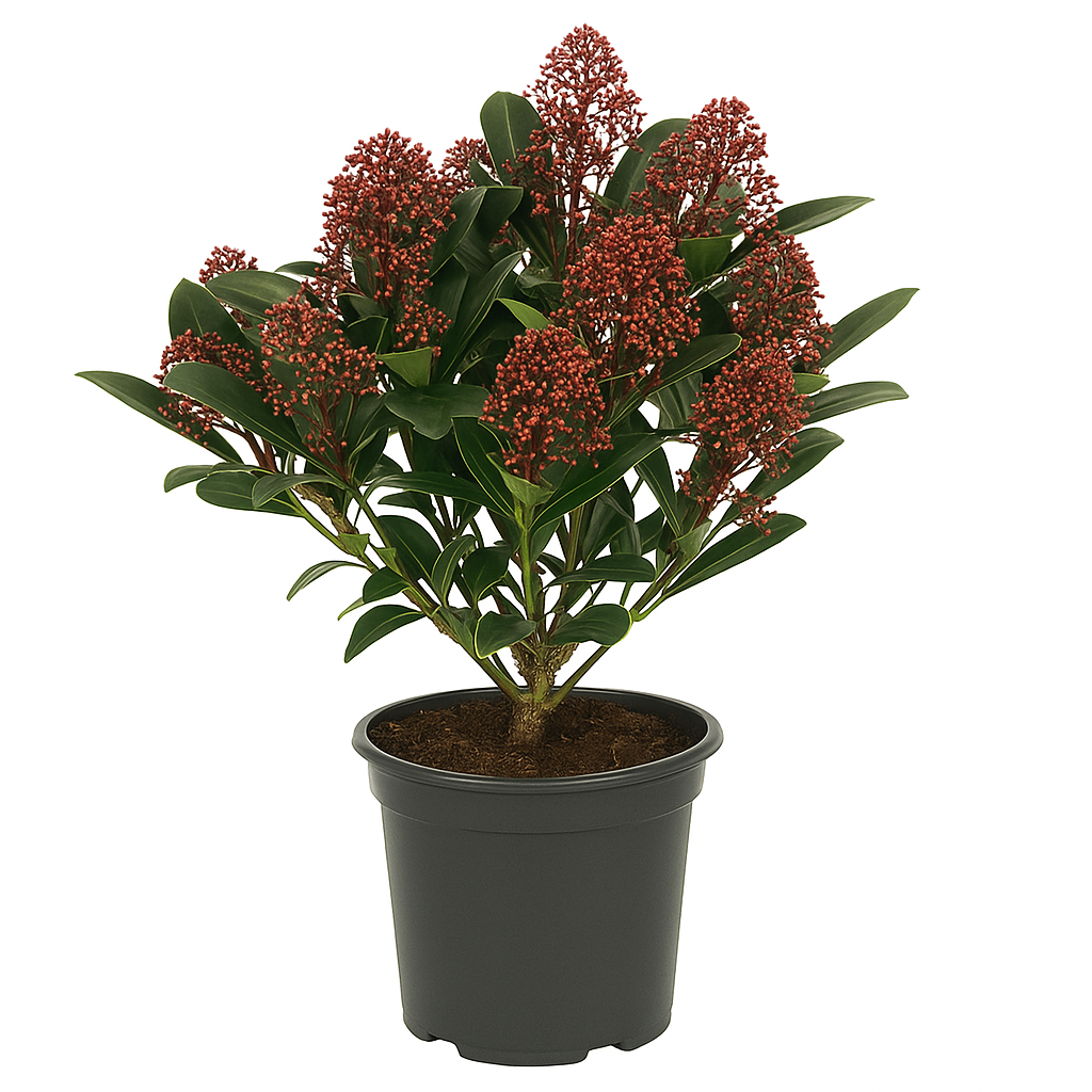 Skimmia japonica 'Rubella' – Immergrüner Zierstrauch – Weiß-rosa Blüte April–Mai – Winterharte & pflegeleichte Gartenpflanze für Beet, Kübel & Terrasse – Dunkelgrünes, glänzendes Laub 