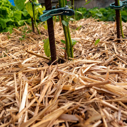 Strohmulch aus Gerstenstroh 8kg – Natürlicher Gartenmulch für Hochbeet Gemüse & Erdbeeren – Bodenabdeckung mit hoher Wasseraufnahme – Nachhaltig regional produziert
