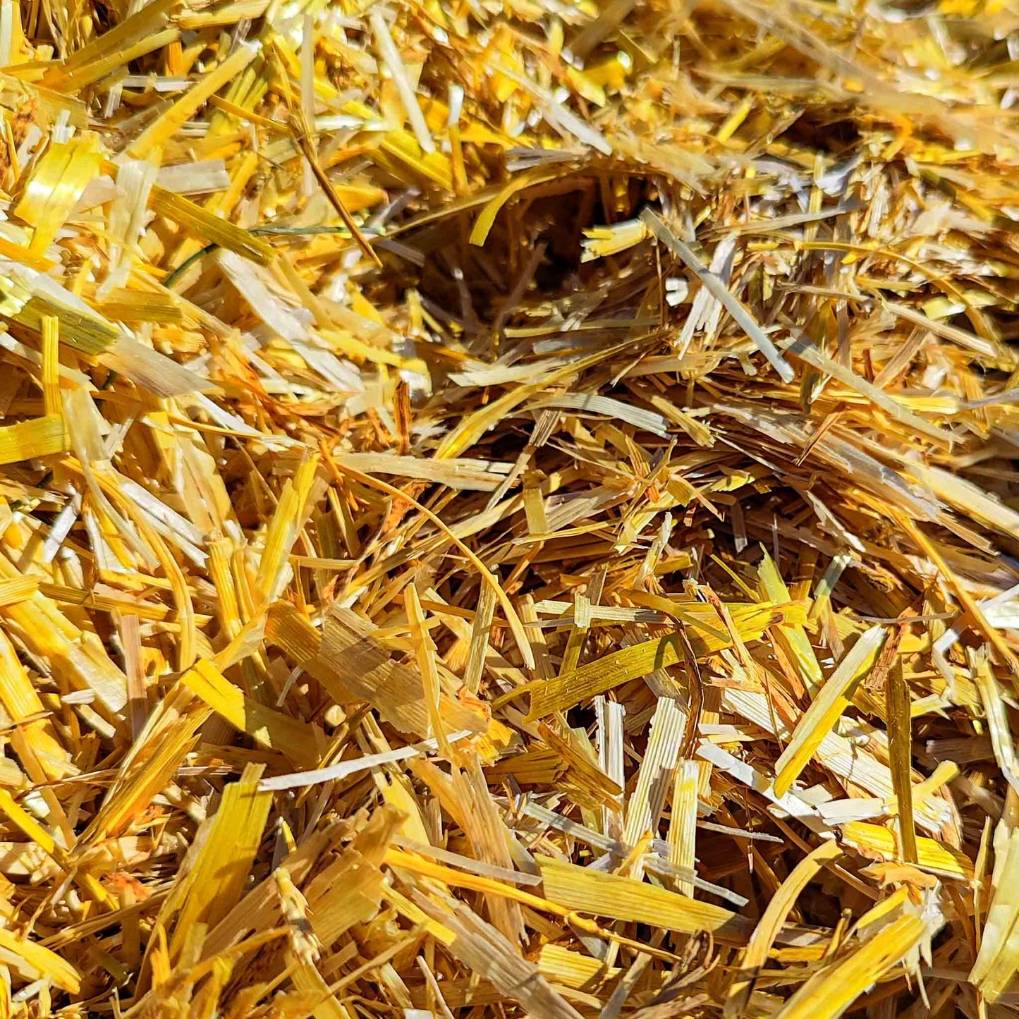 Strohmulch aus Gerstenstroh 8kg – Natürlicher Gartenmulch für Hochbeet Gemüse & Erdbeeren – Bodenabdeckung mit hoher Wasseraufnahme – Nachhaltig regional produziert