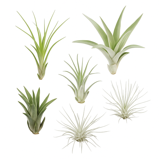 Tillandsien Aufsetzer (gemischt) – 6er Set Luftpflanzen – pflegeleicht & dekorativ – natürliche Luftreiniger für Zuhause, Terrarium & kreative Pflanzenarrangements 