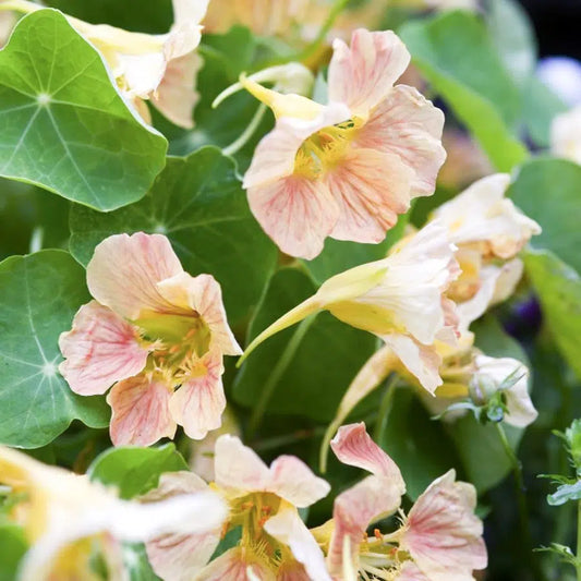 Tropaeolum minus Tip Top Pink Blush Samen – Kapuzinerkresse Vanillegelb Rosa – Essbare Blüten – 15 Korn – Kompakte Balkonpflanze für Kübel Beet Garten 