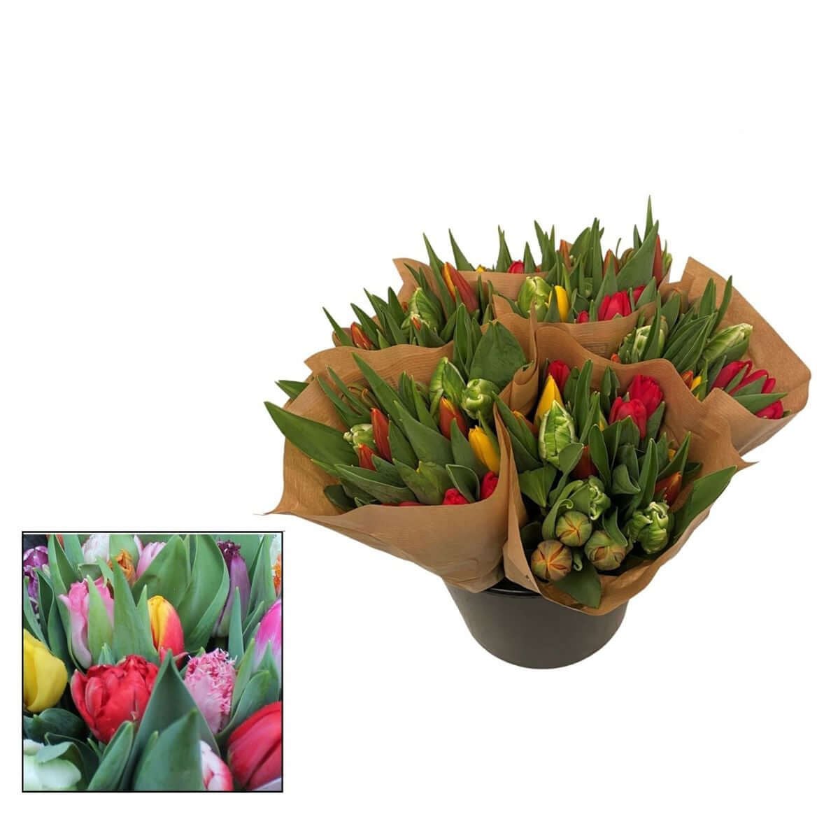 Tulipa Decorum Mix – Bunte Schnitt-Tulpen Mischung - A1 Qualität - 35cm Stiellänge - 90 Stiele Bundware für Floristik & Handel 