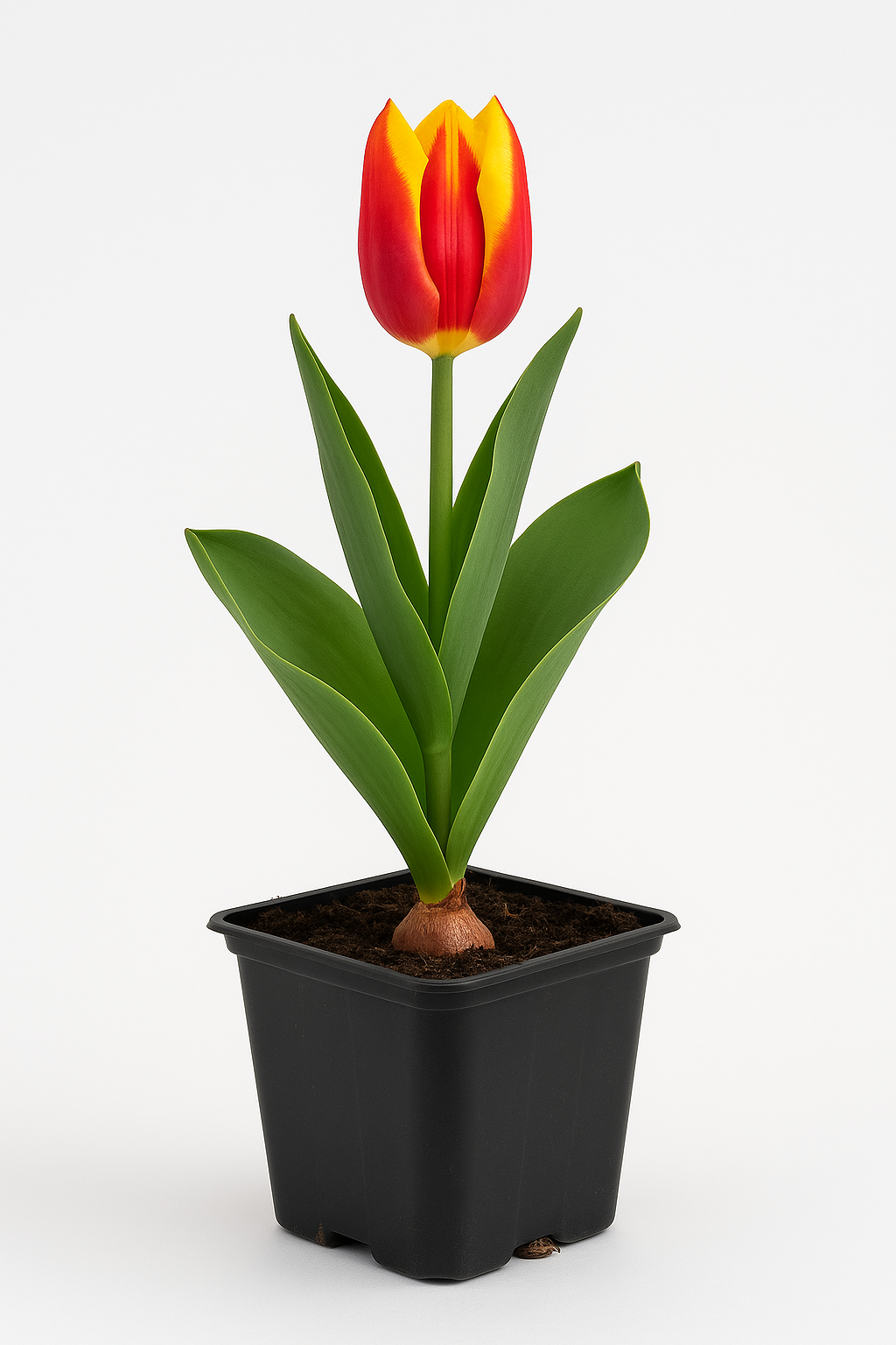 Tulpe Tulipa rot-gelb – Blumenzwiebel im Topf – Frühjahrsblüher für Garten, Beet & Balkon – Pflegeleichte Zwiebelpflanze mit zweifarbigen Blüten – Winterharte Frühlingspflanze 
