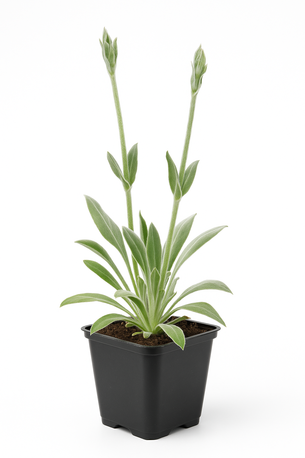 Vexiernelke – Lychnis coronaria – Karminrot blühende Staude im 9cm Topf – Winterharte & pflegeleichte Sommerblume für Beet & Garten – Wildstaude & Blattschmuckpflanze bis 100cm 