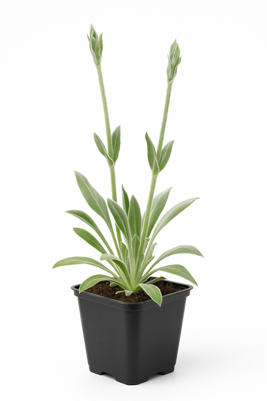 Vexiernelke – Lychnis coronaria – Karminrot blühende Staude im 9cm Topf – Winterharte & pflegeleichte Sommerblume für Beet & Garten – Wildstaude & Blattschmuckpflanze bis 100cm 