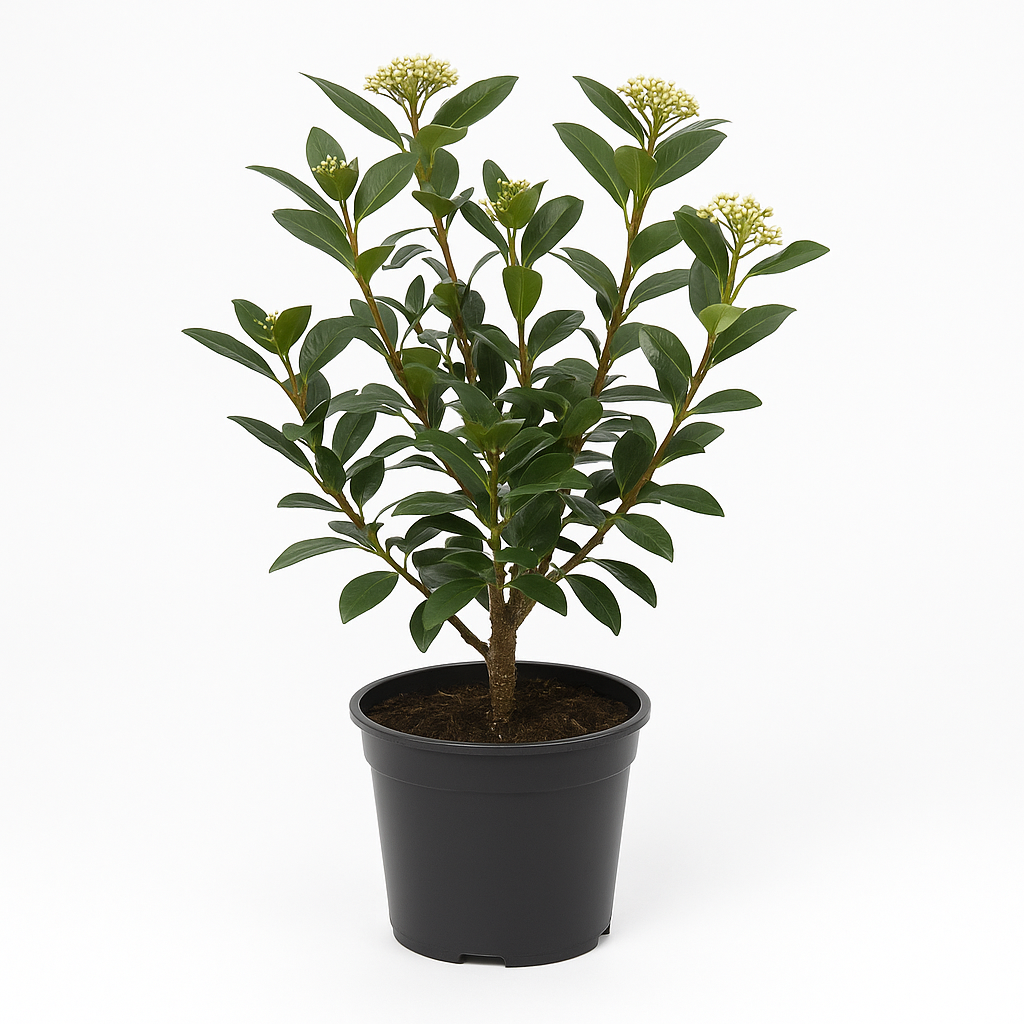 Viburnum tinus – Lorbeerblättriger Schneeball – immergrüner Zierstrauch mit weißen Blüten & duftendem Fruchtschmuck – winterhart, pflegeleicht & ideal für Garten, Terrasse & Kübel 