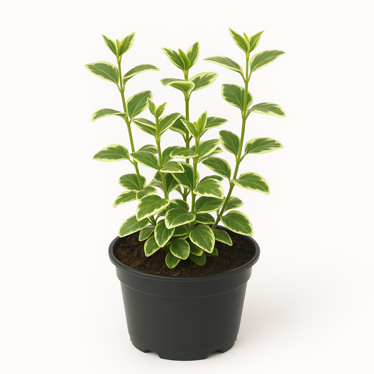 Vinca minor 'Variegata' – 6er Set Immergrün-Stauden – Blau blühender Bodendecker mit grün-weißem Laub – Winterhart, pflegeleicht & mehrjährig – Insektenfreundliche Gartenpflanze – 10cm Wuchshöhe 