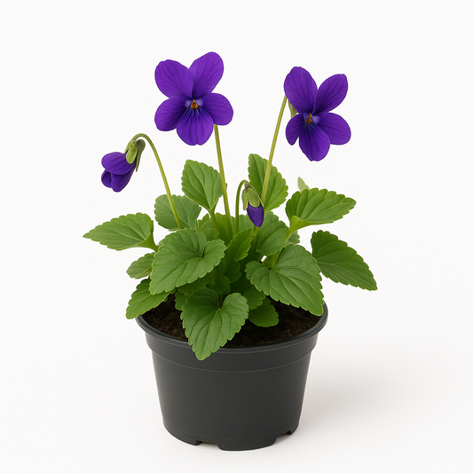 Viola odorata 'Königin Charlotte' – 6er Set Duftveilchen-Stauden – Dunkelviolett blühende, insektenfreundliche Gartenpflanzen – Winterhart, pflegeleicht & mehrjährig – 10cm Wuchshöhe 