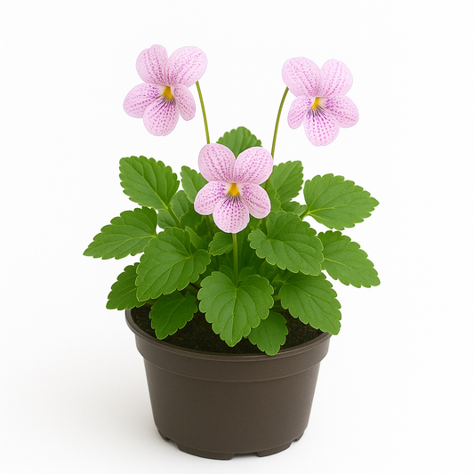 Viola sororia 'Freckles' – 6 Veilchen-Stauden – Hellrosa Frühlingsblüher für Garten & Beet – Winterhart, pflegeleicht & mehrjährig – 15cm kompakte Wuchshöhe 