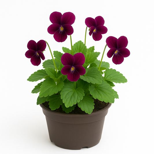 Viola sororia 'Rubra' – 6 Veilchen-Stauden – Weinrot blühende, winterharte & mehrjährige Gartenpflanzen – Pflegeleichte Frühlingsblüher für Garten & Beet – 15cm Wuchshöhe 