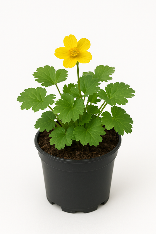 Waldsteinia geoides 'Goldkäfer' – 6 Pflanzen – Staudenpflanzen – Gelb blühende Bodendecker für Garten & Beet – Winterhart, pflegeleicht & mehrjährig – 20cm Wuchshöhe 