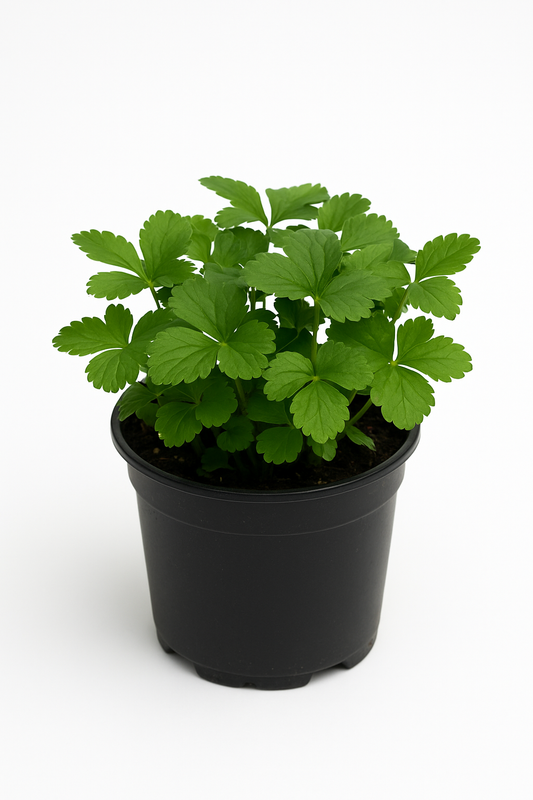 Waldsteinia ternata – 6er Set Golderdbeere Stauden – Gelb blühende Bodendecker-Pflanze für Garten & Beet – Winterhart, pflegeleicht & mehrjährig – Ideal für schattige Flächen – 10–20cm Wuchshöhe 