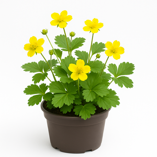 Waldsteinia geoides – 6 Staudenpflanzen – Gelb blühender Bodendecker für Garten & Beet – Dunkelgrünes Laub, winterhart, pflegeleicht & mehrjährig – 20cm Wuchshöhe 