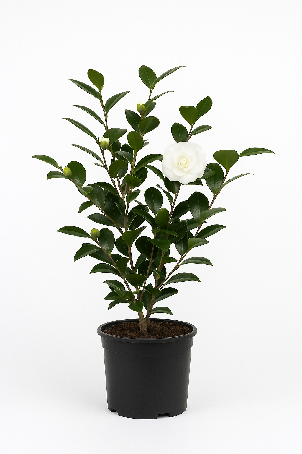 Weiße Kamelie (Camellia japonica) – immergrüne, winterharte Zierpflanze 50/60cm – edle weiße Blüten, pflegeleicht & frostbeständig bis -20°C – ideal für Garten, Kübel & Terrasse 