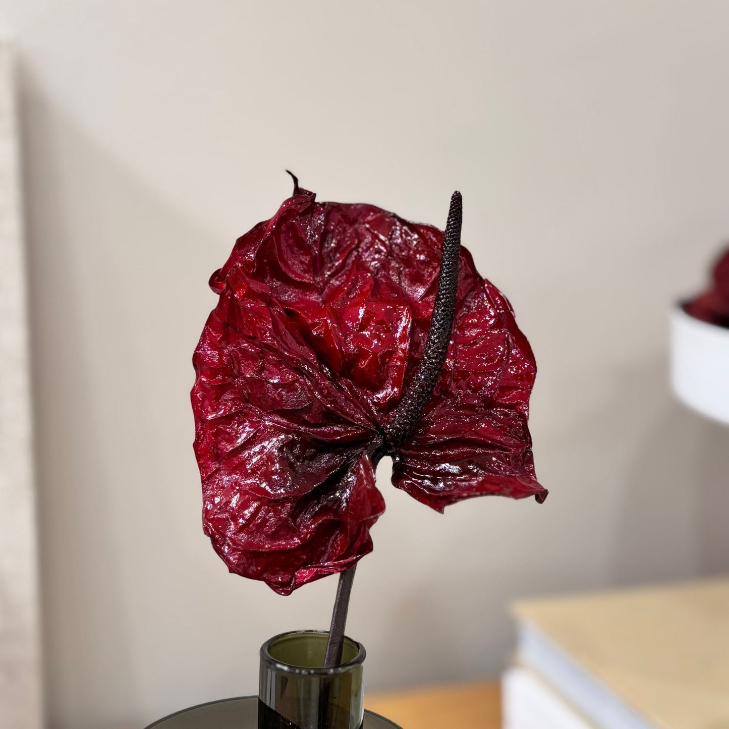 Anturie konserviert einzeln 