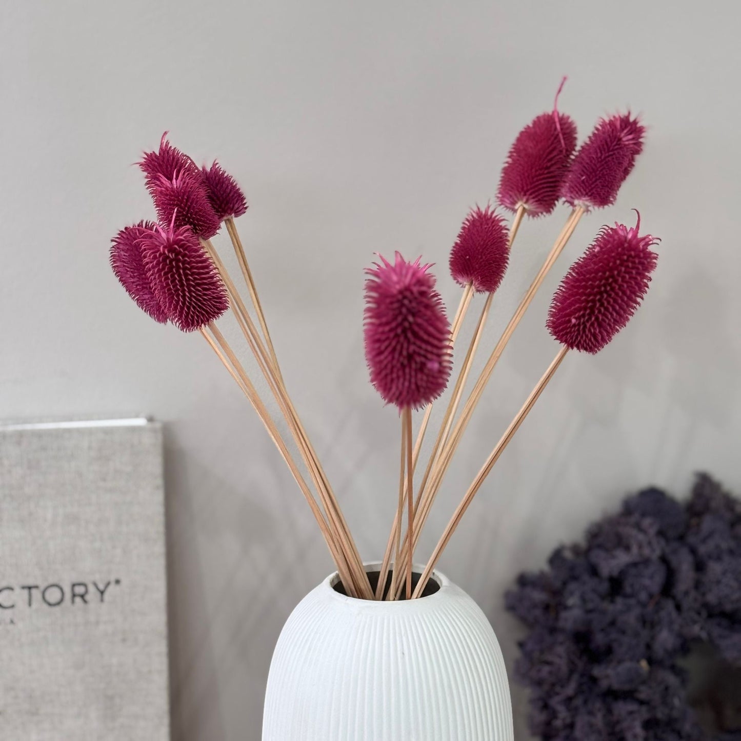 Getrocknete Distel - Cardi 